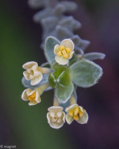 Gnidia tenella, photographed by magriet b