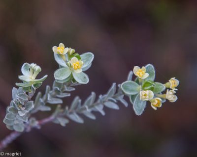 Gnidia tenella, photographed by magriet b