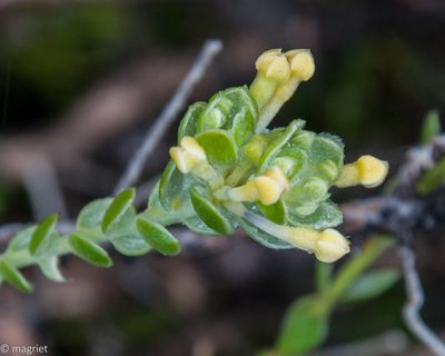 Gnidia tenella, photographed by magriet b