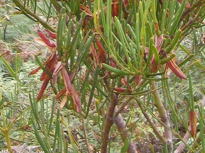 Acacia crassiuscula, photographed by Charles Stirton