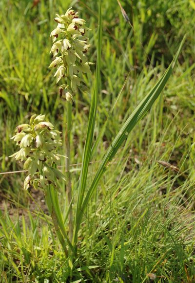Eulophia foliosa, photographed by Charles Stirton