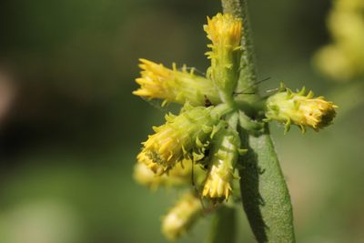 Solidago squarrosa, photographed by Quinten Wiegersma