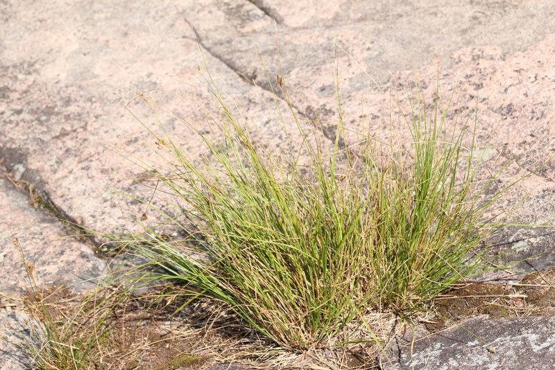 Carex crawfordii, photographed by Quinten Wiegersma