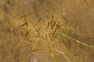 Potamogeton gramineus, photographed by Quinten Wiegersma