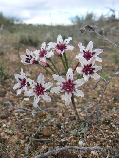 Hessea cinnamomea, photographed by Jacques van der Merwe