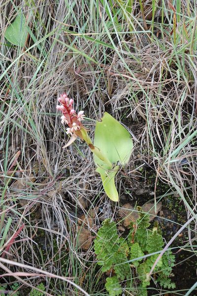 Satyrium cristatum, photographed by Charles Stirton