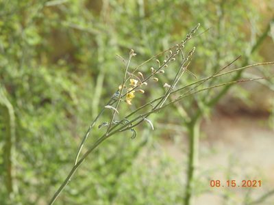 Hoffmannseggia microphylla, photographed by Diana