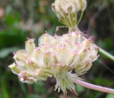 Silphiodaucus prutenicus, photographed by Татьяна Горбушина