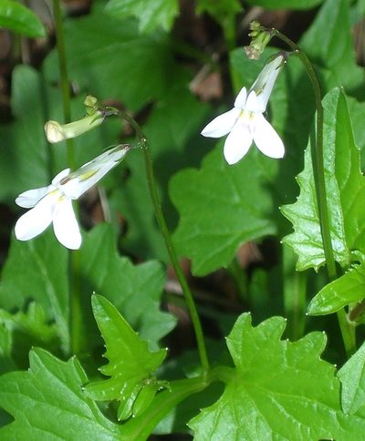 Lobelia pteropoda, photographed by Charles Stirton