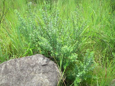 Psoralea polysticta, photographed by Charles Stirton