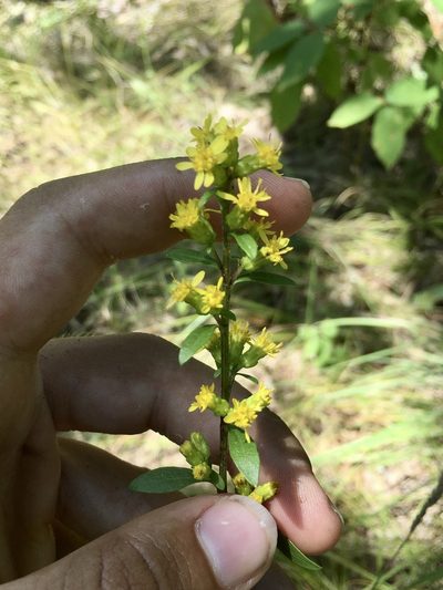 Solidago sciaphila, photographed by Rose Zappa