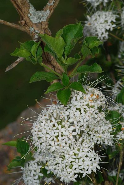 Pavetta cooperi, photographed by Andrew Hankey