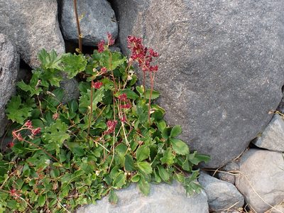 Leptarrhena pyrolifolia, photographed by John Brew