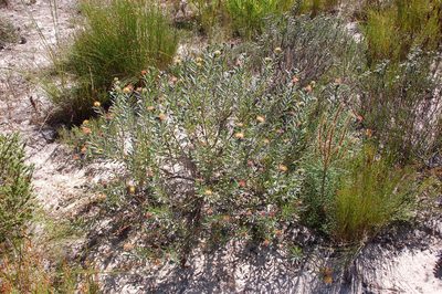 Leucospermum muirii, photographed by Charles Stirton