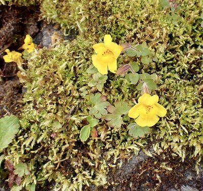 Erythranthe caespitosa, photographed by John Brew