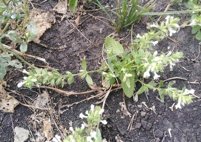 Stachys annua, photographed by Татьяна Горбушина