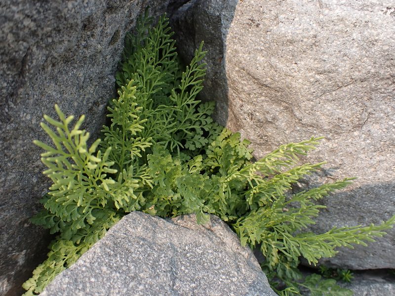 Cryptogramma cascadensis, photographed by John Brew