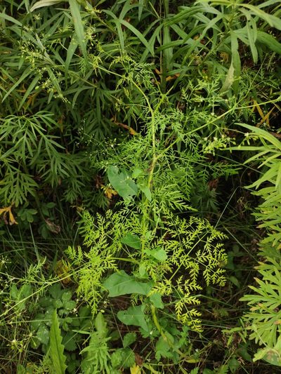 Sphallerocarpus gracilis, photographed by Юлия