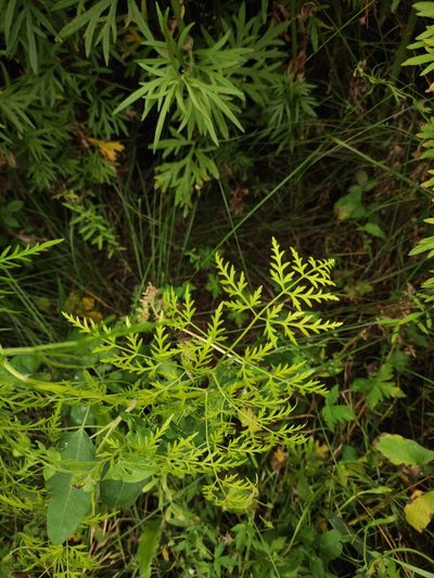 Sphallerocarpus gracilis, photographed by Юлия