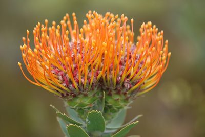 Leucospermum vestitum, photographed by Charles Stirton