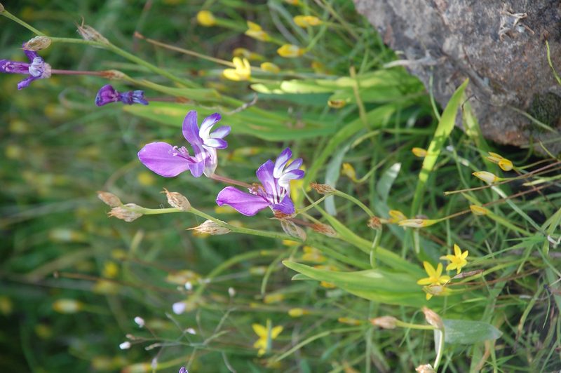 Sparaxis metelerkampiae, photographed by Charles Stirton