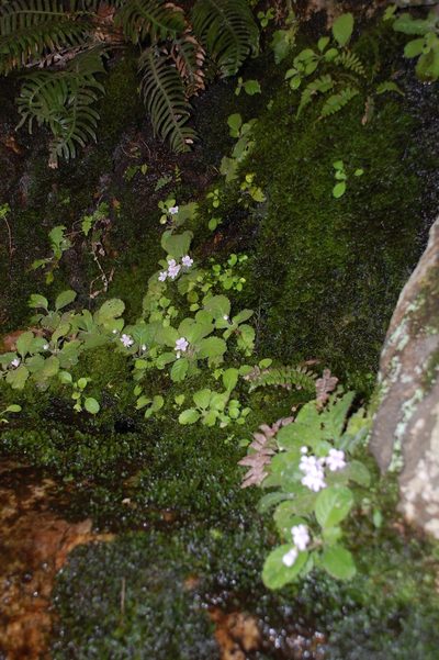 Charadrophila capensis, photographed by Charles Stirton