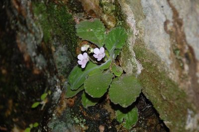Charadrophila capensis, photographed by Charles Stirton