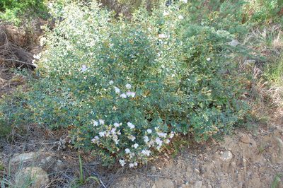 Ammodendron bifolium, photographed by Charles Stirton