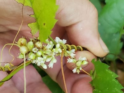Cuscuta gronovii, photographed by Mark Richman