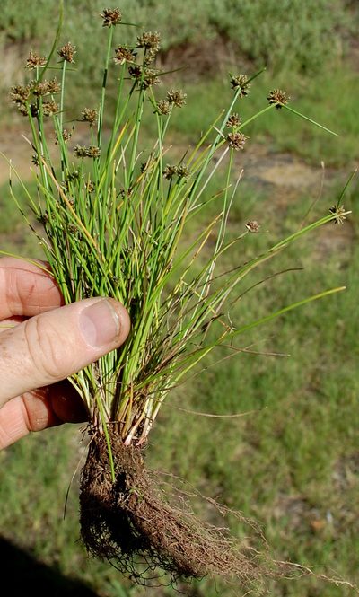 Isolepis antarctica, photographed by Charles Stirton