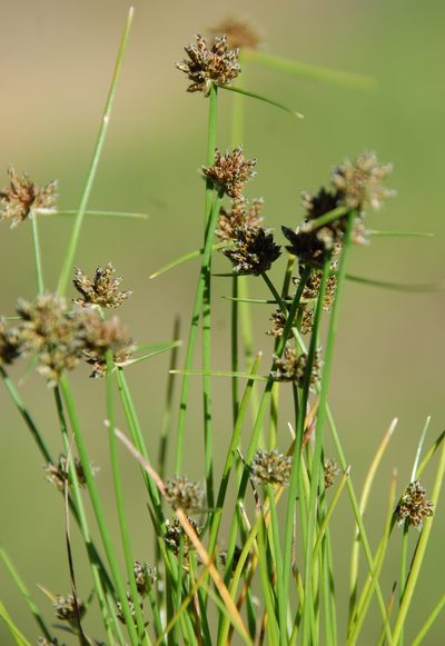 Isolepis antarctica, photographed by Charles Stirton