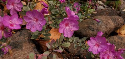 Epilobium rigidum, photographed by Asher Budnik