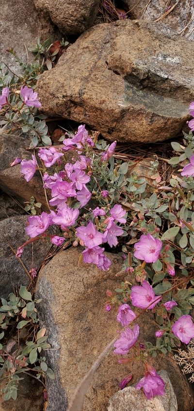 Epilobium rigidum, photographed by Asher Budnik