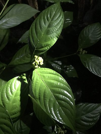 Palicourea gracilenta, photographed by fern Wildtruth