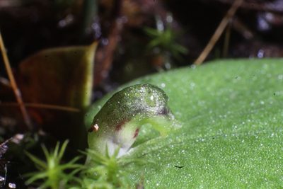 Corybas despectans, photographed by Em Lamond