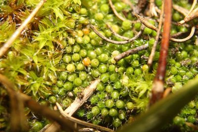 Gigaspermum repens, photographed by Em Lamond