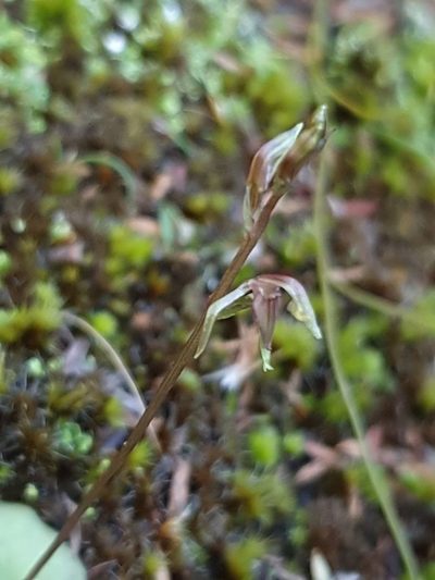 Cyrtostylis tenuissima, photographed by Em Lamond