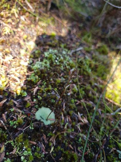 Cyrtostylis tenuissima, photographed by Em Lamond