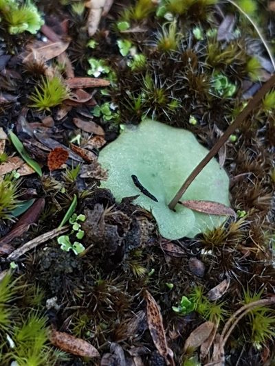 Cyrtostylis tenuissima, photographed by Em Lamond