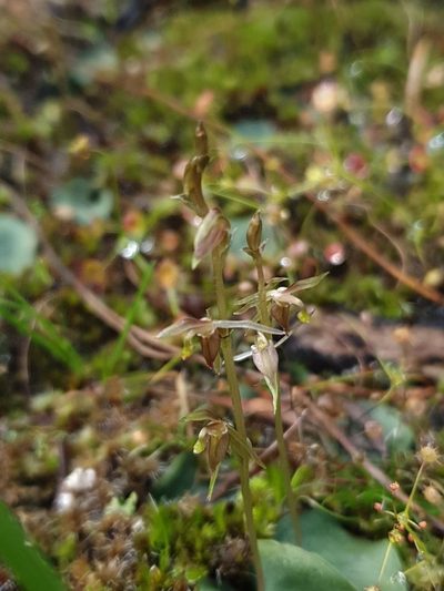 Cyrtostylis tenuissima, photographed by Em Lamond