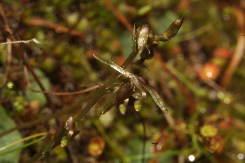 Cyrtostylis tenuissima, photographed by Em Lamond