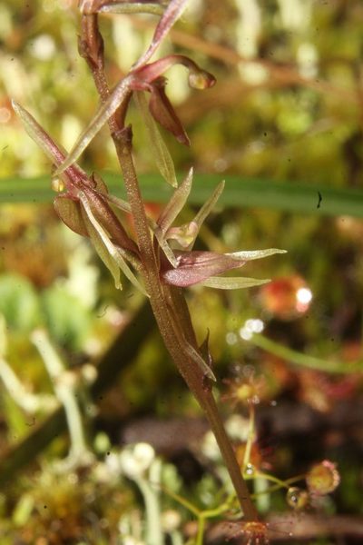 Cyrtostylis tenuissima, photographed by Em Lamond