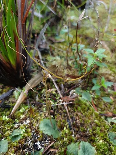 Cyrtostylis tenuissima, photographed by Em Lamond