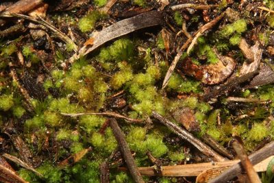Chaetophyllopsis whiteleggei, photographed by Em Lamond