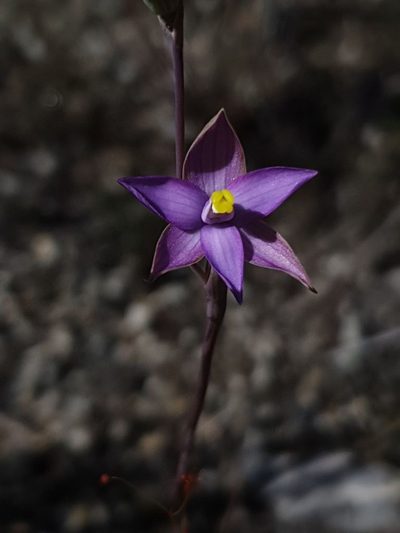 Thelymitra uliginosa, photographed by Em Lamond