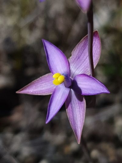 Thelymitra uliginosa, photographed by Em Lamond
