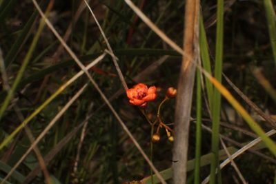 Drosera microphylla, photographed by Em Lamond
