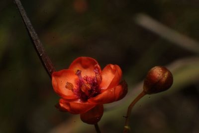 Drosera microphylla, photographed by Em Lamond
