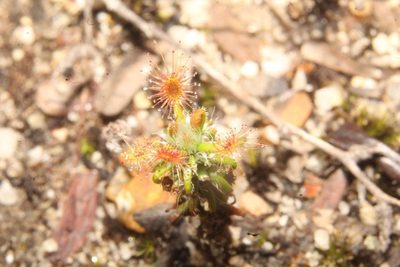 Drosera lasiantha, photographed by Em Lamond
