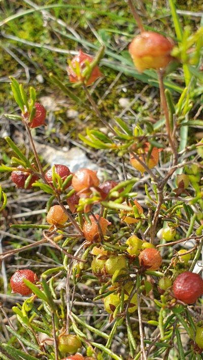 Dodonaea hexandra, photographed by Rosalie Lawrence